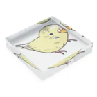 まめるりはことりの可愛いセキセイインコ　おすましちゃん【まめるりはことり】 Acrylic Block :placed flat