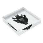 ネロヂカラのリアル黒猫3 Acrylic Block :placed flat