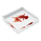 もんちの金魚 Acrylic Block :placed flat