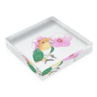 まめるりはことりのお花とシロハラインコちゃん【まめるりはことり】 Acrylic Block :placed flat