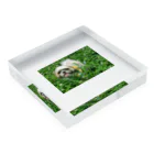 こがちゃんの草原のレオくん Acrylic Block :placed flat