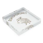 NIKORASU GOのカピバラTシャツ「草食系」 Acrylic Block :placed flat