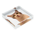 🍀葉っぱちゃんねる🍀のんべ、な保護猫ルッコラ Acrylic Block :placed flat