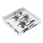 segasworksのTriceratops prorsus growth series Acrylic Block :placed flat