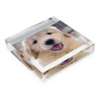 さら【ゴールデンレトリバー】のゴールデンレトリバーの子犬 Acrylic Block :placed flat