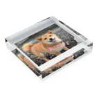 猫ちゃん犬ちゃんのご飯稼ぎのお菊ちゃんのアクリルブロック Acrylic Block :placed flat