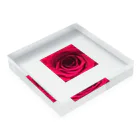 mitchi77のROSE1 Acrylic Block :placed flat