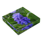 でおきしりぼ子の実験室のMuscari botryoides(1:1) Acrylic Block :placed flat