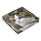 upa46の目つき悪い猫ちゃん Acrylic Block :placed flat