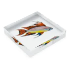 Coshi-Mild-Wildのアピストグラマ・カカトゥオイデス‼️ Acrylic Block :placed flat