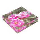 kopanの虹の世界のpink Rose Acrylic Block :placed flat