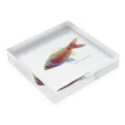 応魚のオデッサバルブ３ Acrylic Block :placed flat