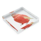 アキクサインコのチャムのアキクサインコのチャム（実写うふ顔） Acrylic Block :placed flat