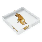 flatcoatedretrieverのgolden retriever Acrylic Block :placed flat