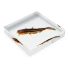 lima_nanalaの毒魚　ゴンズイ Acrylic Block :placed flat