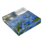 te Reneの瑠璃唐草 Acrylic Block :placed flat