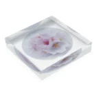 スマイルスタイルの桜花 1 Acrylic Block :placed flat