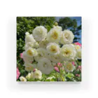 幸せうさぎの白いバラ アクリルブロック