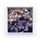 nostalgia のhydrangea Acrylic Block