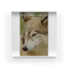 工房斑狼の狼犬ロックフォト アクリルブロック