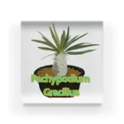 momoのPachypodium Gracilius Acrylic Block