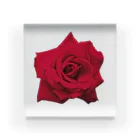 motchamの花の写真 薔薇 アクリルブロック