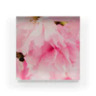 JxNのSakura Acrylic Block