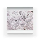 mizu__tamaの桜とヒヨドリ Acrylic Block