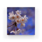 M.F.Photoの桜 Acrylic Block