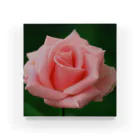 M.F.Photoのピンクのバラ アクリルブロック