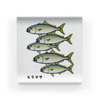 脂身通信Ｚの【リニューアル】【魚シリーズ】ヒラマサ♪群れ♪221128 アクリルブロック