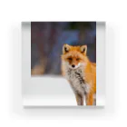 cow_cherry blossomsのNature of Hokkaido(Fox) Acrylic Block