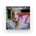 ルネムーン☽°.*の愛犬MOMO Acrylic Block