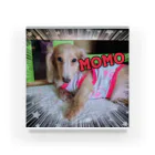 ルネムーン☽°.*の愛犬MOMO アクリルブロック