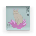 猪猫の蓮始めて開く　蓮にお座りする白猫  Acrylic Block