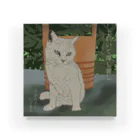 猪猫の土潤いて溽し暑し　打ち水を心待ちにする白猫 Acrylic Block