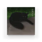 猪猫の涼風至る　風の通り道で休憩の黒猫 Acrylic Block