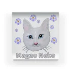 れいにゃん堂&れいにゃあ～と😺のチョークアートの白猫[Magao Neko] アクリルブロック