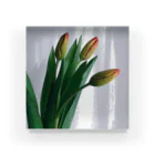 035ザッカテンのtulip Acrylic Block