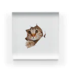 ただの猫好きのWhite Free Cute Funny Cat T-shirt Acrylic Block