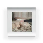 otorasannomiseのトラさんゴロリ写真グッズ Acrylic Block