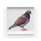 コマタヒチの【平和祈願】公園にいる鳩 アクリルブロック
