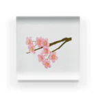 紅藤コミミズクの桜 Acrylic Block