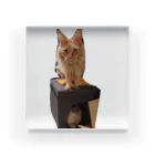 ゴマのような猫の乗ってる猫、乗られてる猫 Acrylic Block