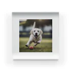 ラブラボのラブラドール・レトリーバー 白 犬 ワンちゃん 可愛い ペット 癒やし アクリルブロック