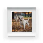 ラブラボの公園で他の犬と遊んでいるラブラドール・レトリーバー 白 犬 ワンちゃん 可愛い ペット 癒やし Acrylic Block