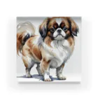 Animal Illustration shopのチン　Japanese Chin　水彩画風 Acrylic Block