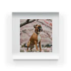 ボクサー犬が好きなんです❗の桜とボクサー犬 Acrylic Block