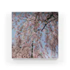 多治見健哉の桜の雨 Acrylic Block