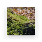 moironの深緑の苔 Acrylic Block